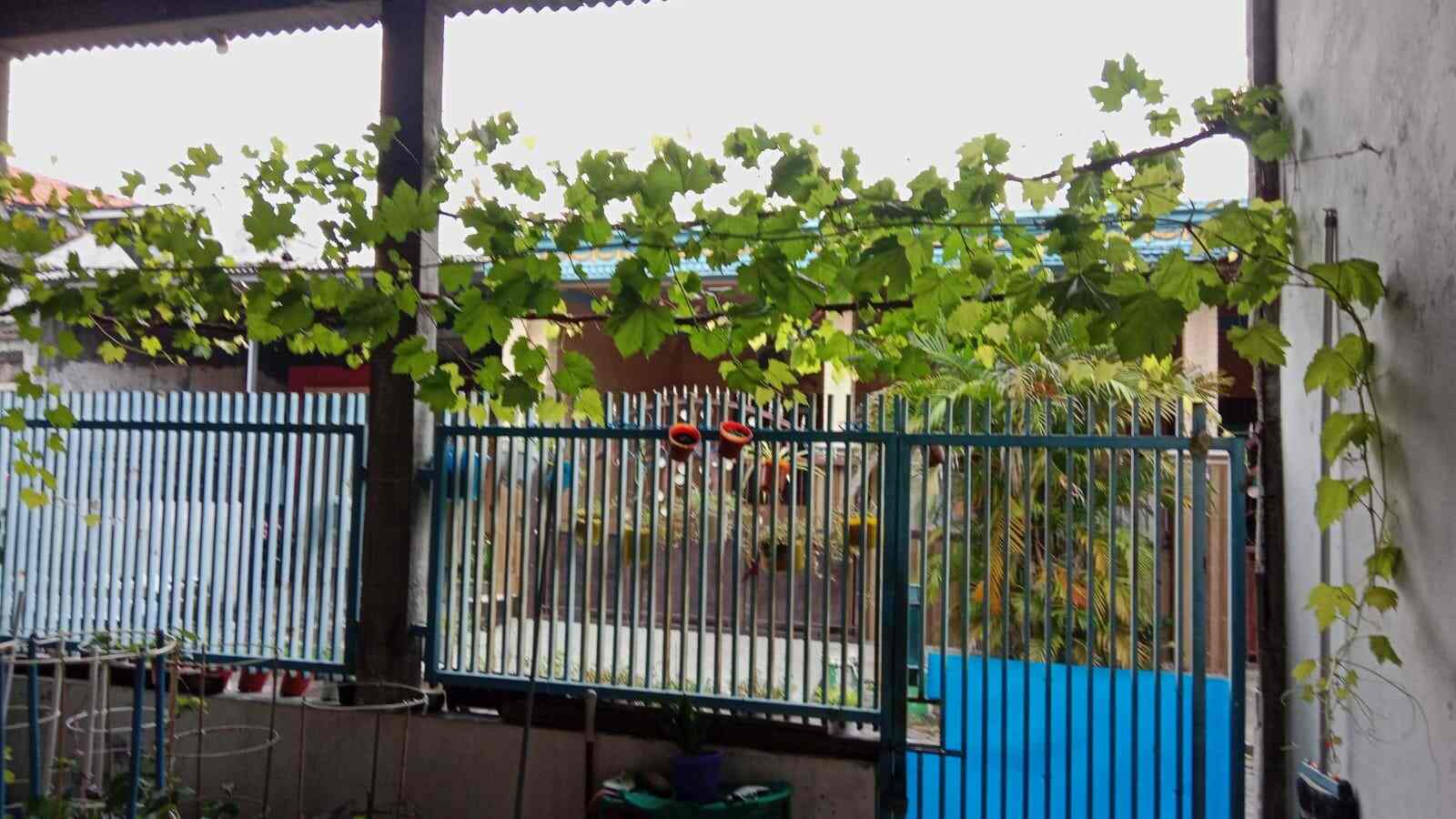 Contoh pagar tanaman anggur berbuah lebat di Sidoarjo