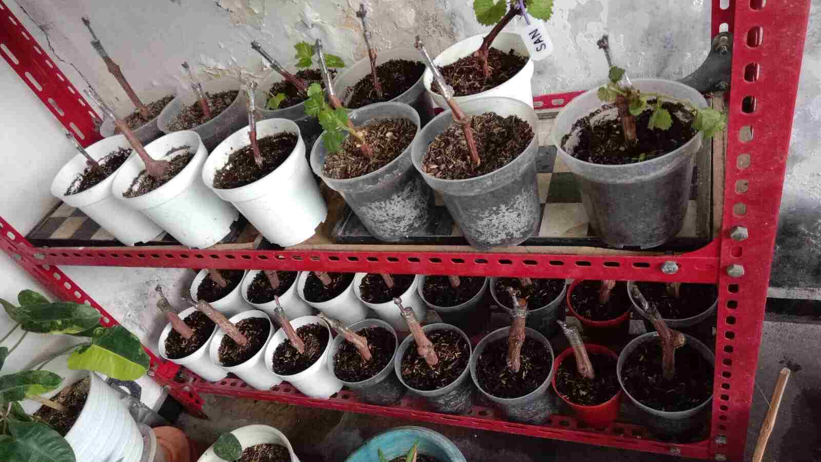 Bibit Anggur Grafting kecil grafting siap tanam