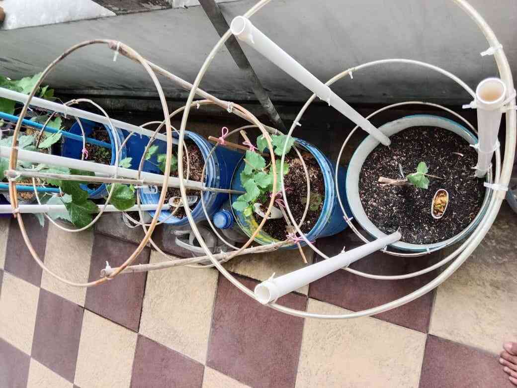 Bibit Anggur Pot Anggur Set (Trellis) Tanpa Tanaman grafting siap tanam